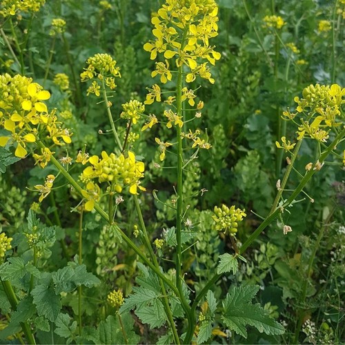 Susies π Asian Vegetable Mix 2 600+ Seeds (4 types) Instructions Included x - Picture 4 of 9