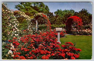 Boston Gardens Massachusetts Natural Rose Varieties Mid Chrome Vintage Postcard