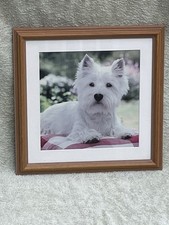 Framed Westie Photogragh Picture Mounted Print West Highland White 40x40cm