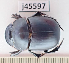 j45597. Insects, Scarabaeidae sp. Vietnam, KonTum