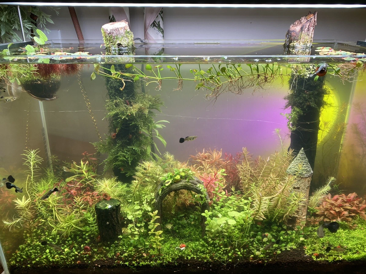 Ebay Aquarium Plants