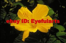 Flowering Potted Plants Corel Royalty-Free Stock Photo CD-ROM Disk USB