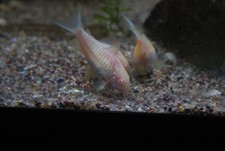 3 Albino Cory Catfish Corydora aeneus var.albino 1 inch in size minimum