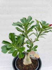 Adenium obesum rosa del deserto a fiore rosa vaso 15cm  H 30 cm FOTO REALI