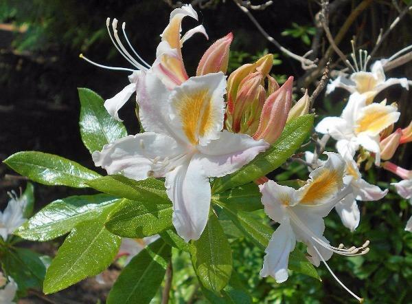 Rhododendron occidentale | Western Azalea | 50 Seeds | eBay