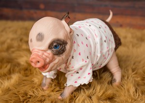reborn pig doll