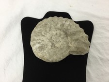 Fossil, Ammonite, 6in, 2lb 4 oz, (SR439)