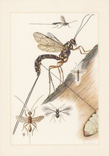 Frelons Riesenholzwespen-Frelon Impression Couleur De 1959 Brackwespen