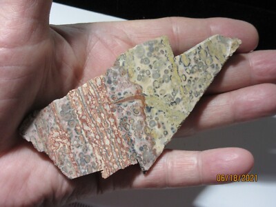 Leopard Skin Jasper Rough Slab 44.8g 4 3/8 x 2 1/8'' Mineral Collectible LS-2