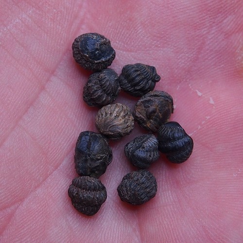 10pcs 7-8mm smal Trilobite Acastoides Devonian Trilobiten lot Arthropods 1067