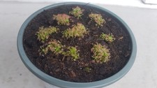 Drosera scorpioides, fleischfressende Pflanze, 9  Pflanzen im Topf
