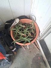 Aloe Blue Elf Ships bare root. 3 Heads, blooms orange! Nice Size! #4