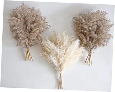 PCS Boho Decor, Fluffy Pompas Grass, Natural Dry Pampas Grass Small, Short 30
