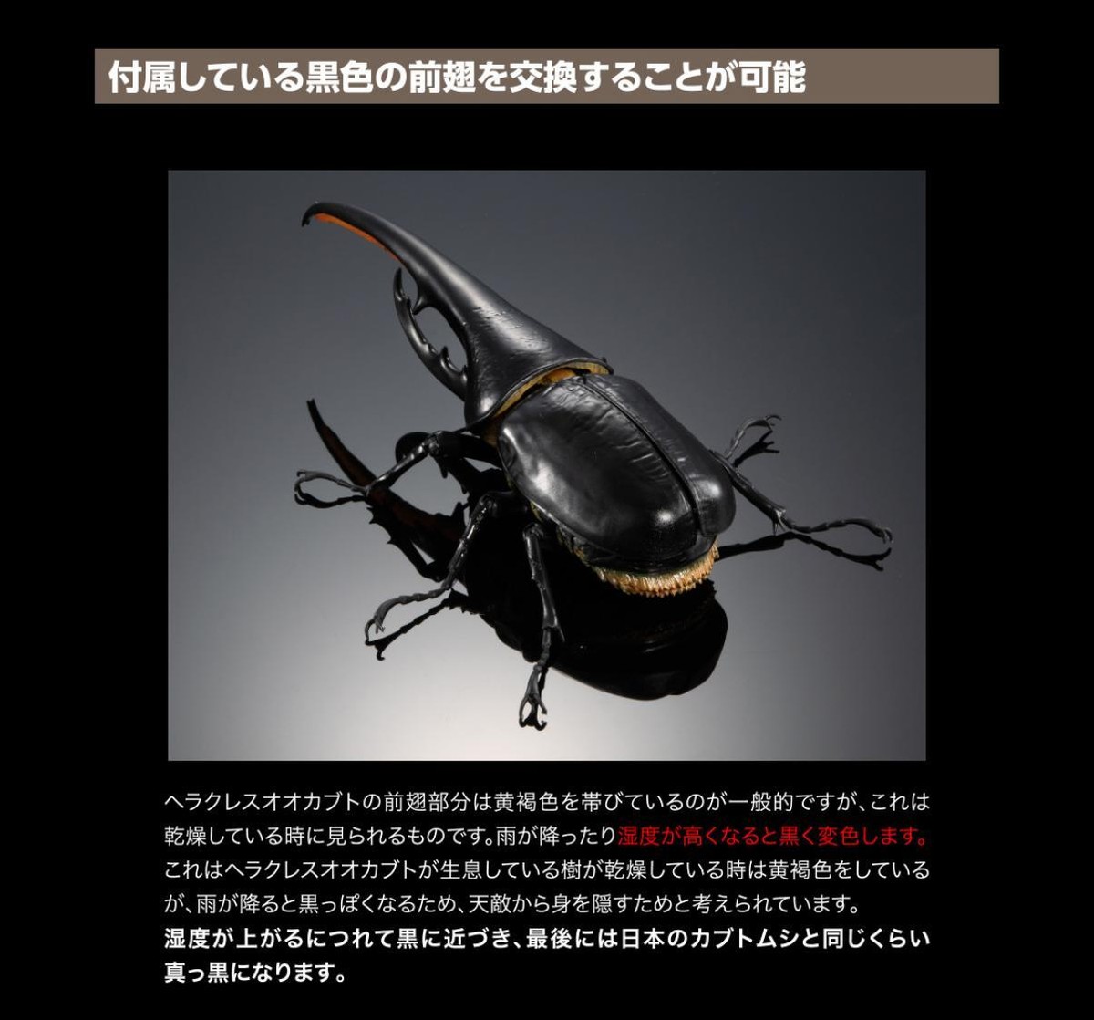 特撮 Dynastes Premium Bandai Ikimono Daizukan Premium Hercules Beetle Dynastes
