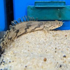 Endlicheri Saddled Bichir - Polypterus endlicheri - Live Fish 2.5 - 3 Inch