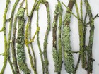 15 English Live Fresh Living Lichens Branches - Snails Isopod Millipedes Treat
