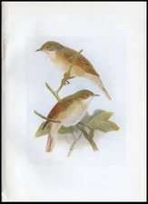 1917 Henry Dresser Birds of Britain Antique Bird Print Whitethroat