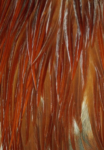 Commercial Keough Natural Brown Rooster Saddle Lot-SF 295 - Picture 4 of 9
