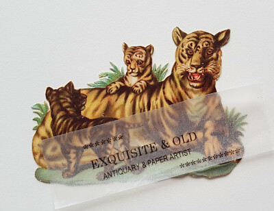 um 1900 Tiger Baby Raubkatze Safari Glanzbild Prägedruck Luxuspapier Ephemera
