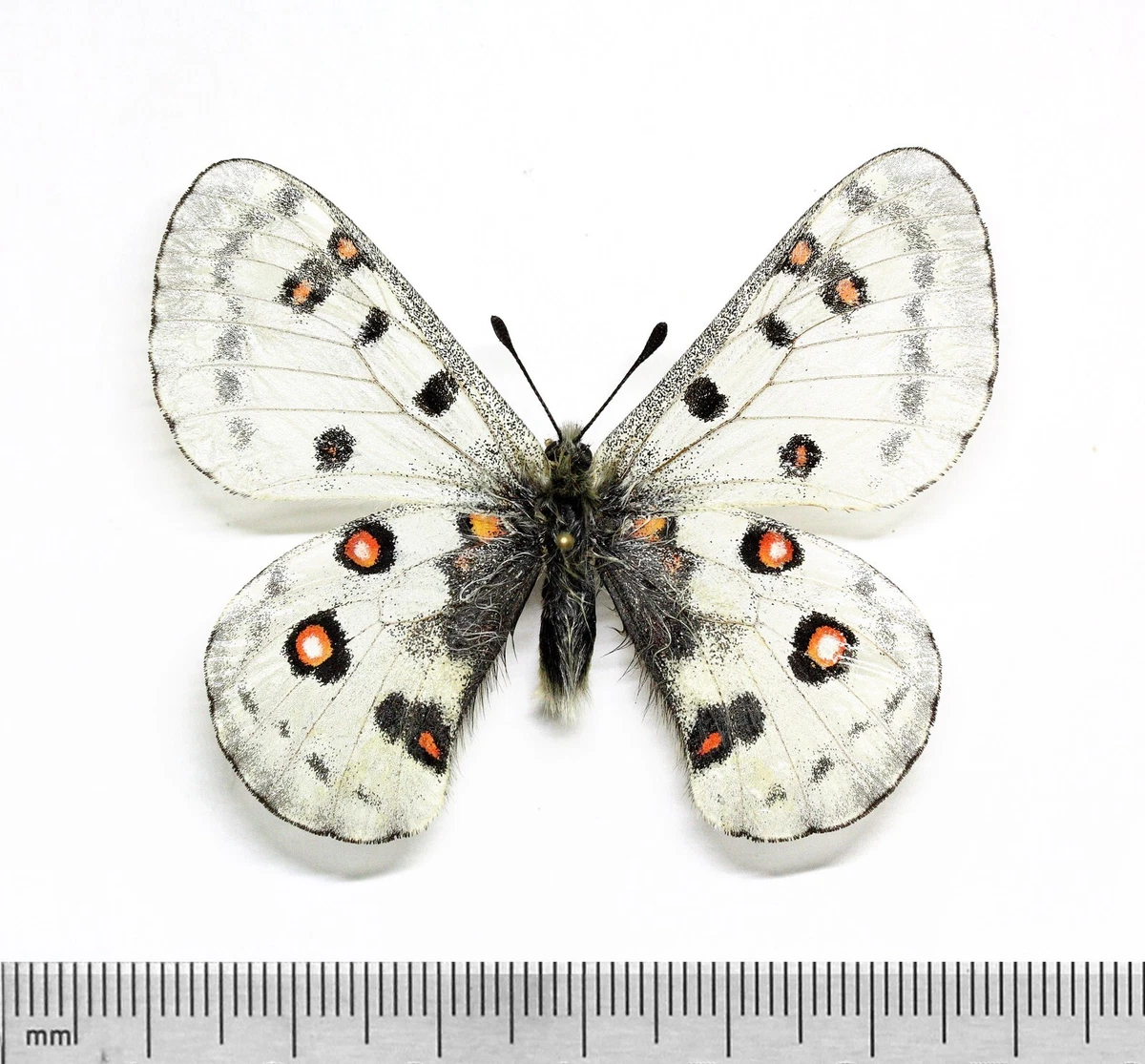 Parnassius Butterfly for sale | eBay