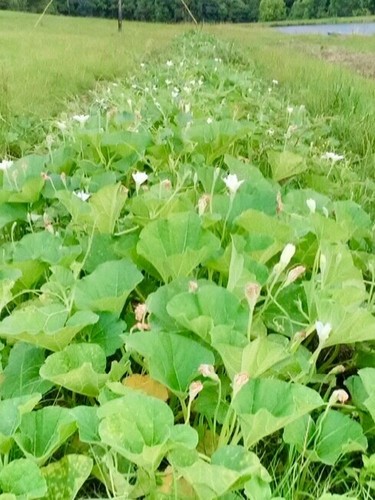 50 Purple Martin Birdhouse Gourd Seeds - Harvested in and Shipped from Alabama - Picture 10 of 12
