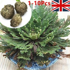 1-10 Resurrection Rose Of Jericho Live Magic Plant Dinosaur Air-Fern Spikes Moss