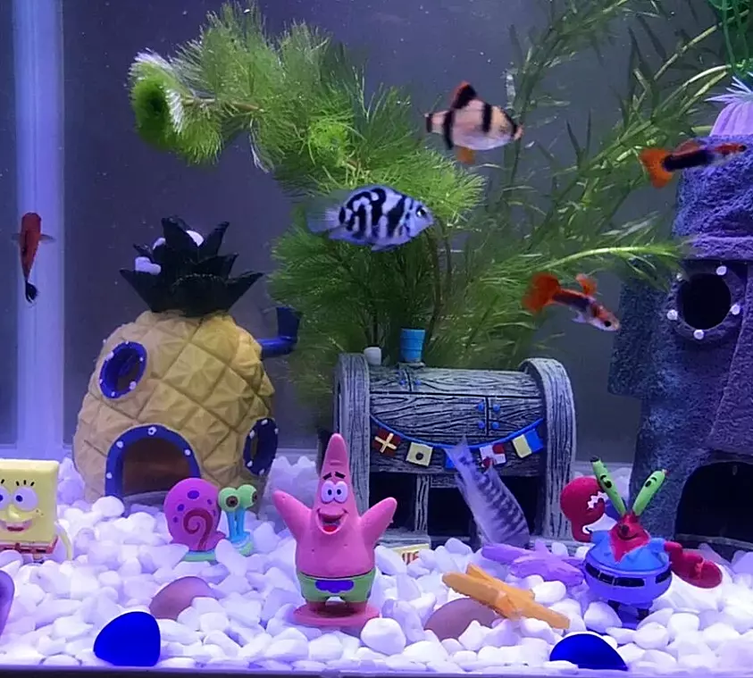 SpongeBob als Taucher - Ausströmer für Aquarien - Aquaristik, Koi und  Teich, Terraristik Shop 