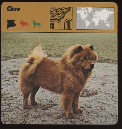 Chow  Safari Cards Rencontre Mammals Dog - Picture 1 of 1