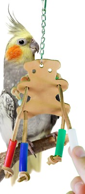 cockatiel teddy