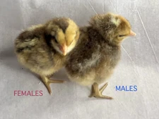 8+ Amazing Auto-Sexing Bielefelder Chicken Eggs! Über German Engineering!  RARE!