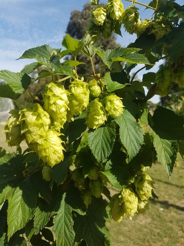 Hop Rhizome Second Year Plant Homebrewing 12 Varieties to Choose From! - Picture 15 of 20