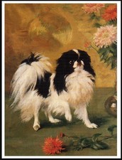 JAPANESE CHIN  DOG ART PRINT POSTER A4 SIZE