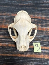 Real XL American Bobcat Skull Animal Mounts Christmas Gifts Man Cave Decor Craft