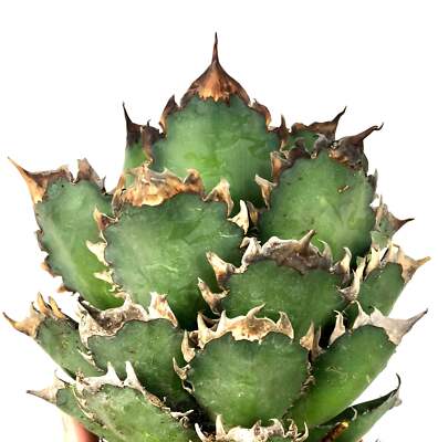 Agave titanota cv RED CATWEAZLE - Nicht variegat oteroi