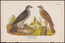 1890 Birds of Pennsylvania Original Antique Print American Goshawk