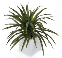 Closer2nature Artificial 2ft 1 Yucca Plant - Portofino Planter Not Included Closer2nature Artificial 2ft 1 Yucca Plant - Portofino Planter Not Included
