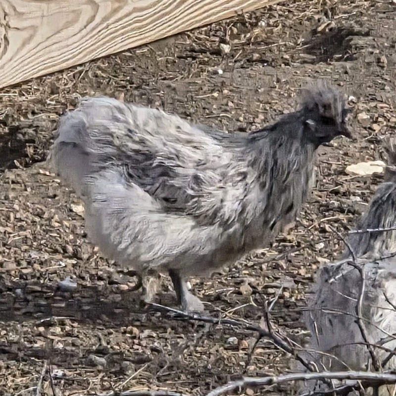 6 Silkie Fertilized Hatching eggs .