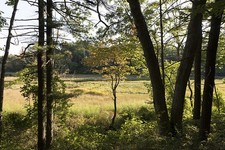 Wells Maine 2017 Rachel Carson Wildlife Refuge Marsh Trail Woodland View