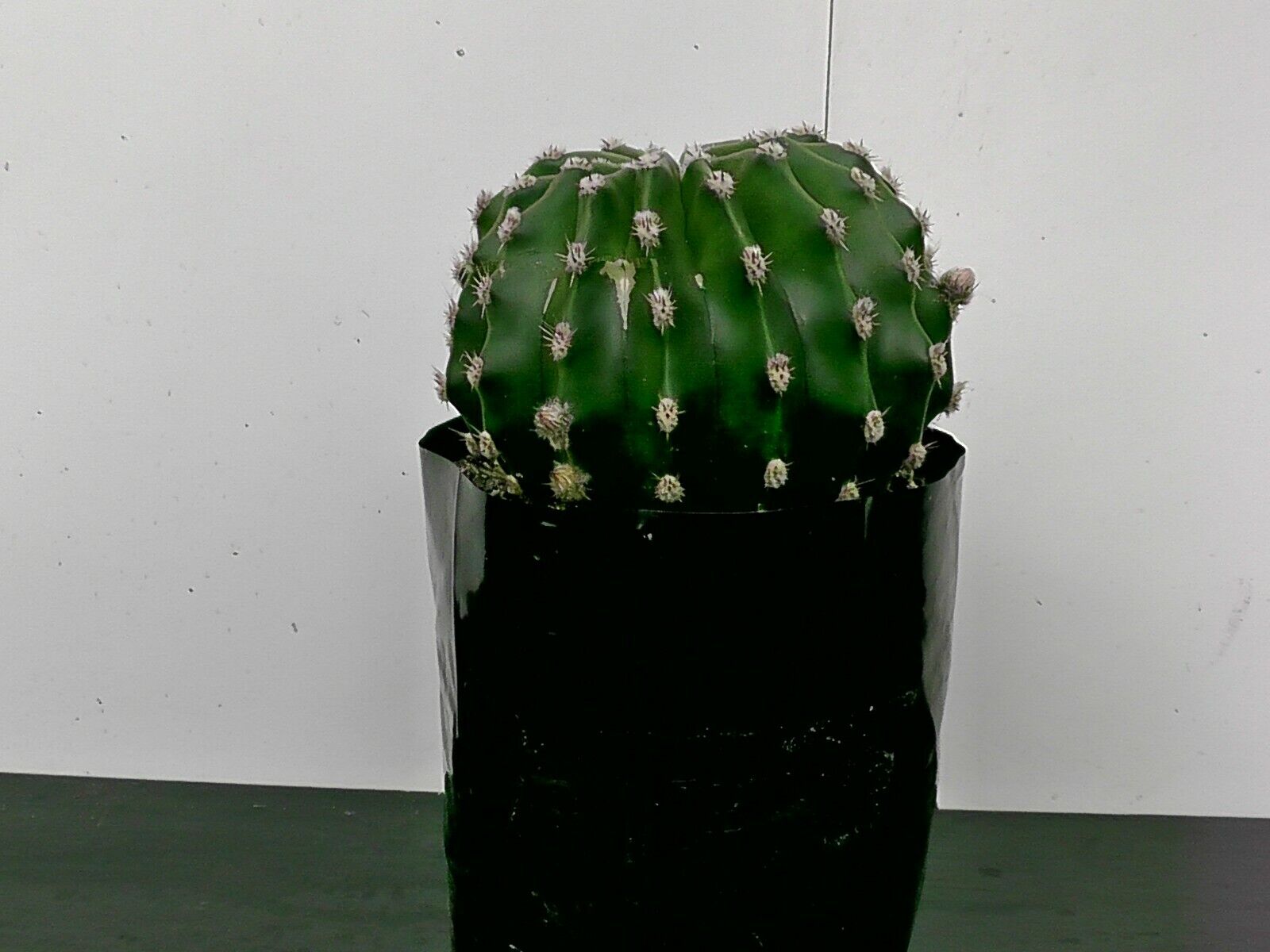 Picture 7 of 13