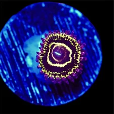Stratosphere Zoa Single Polyp Coral WYSIWYG Live Coral Frag