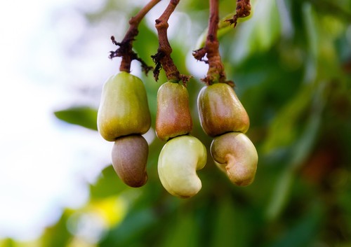 Organic Dry Roasted Cashews with Himalayan Salt - Non-GMO - by Food to Live - Picture 9 of 57