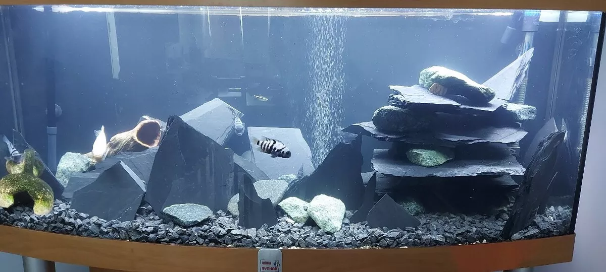 Slate rock on sale aquarium
