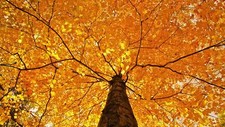 Landscape nature trees leaves branch fall maple yellow Custom Gaming Mat Desk