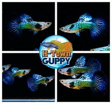 MALE ONLY x2 - Live Aquarium Guppy Fish High Quality - Blue Dragon