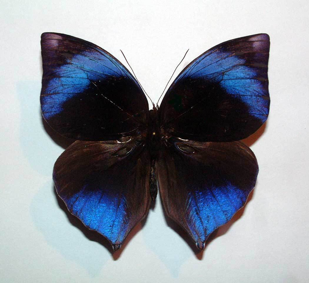 在庫処分 激安 AMETHYSTINA AMETHYSTUS ZEUXIDIA - eBay | unmounted その他
