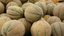 60 Organic Heirloom Honey Rock Cantaloupe Seeds -AAS  Prize Winning Sweet Melon!