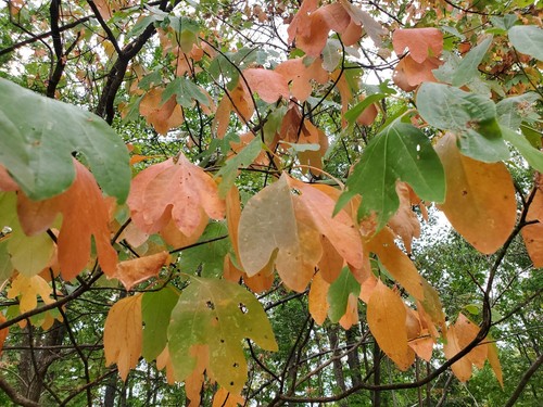 100% File' Powder Spice- Fresh Ground Sassafras Leaves for Authentic Cajun Gumbo - Picture 17 of 19
