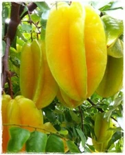 Averrhoa carambola STAR FRUIT TREE SEEDS!
