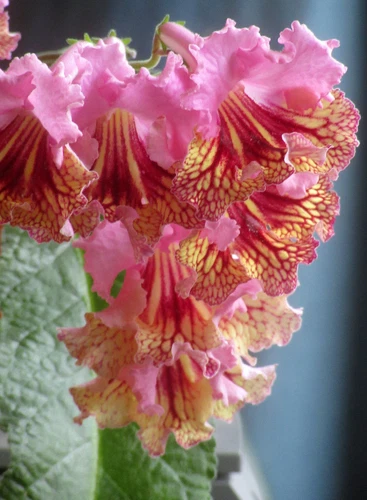 Streptocarpus Hybrid Seeds - Thumbnail 2