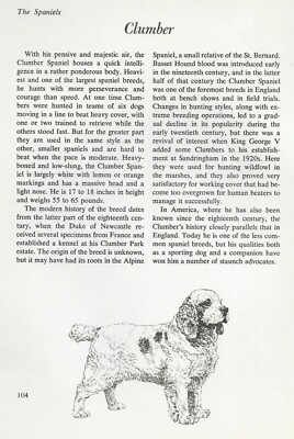 The Clumber Spaniel - CUSTOM MATTED - Vintage Dog Art Print - ''G''
